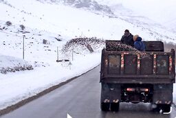 مه و کولاک برف در نیمه شمالی تهران