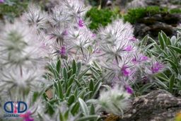 برای پیشگیری از پوکی استخوان خوردن این چای را از دست ندهید | فواید مصرف معجزه آسای چای کوهی