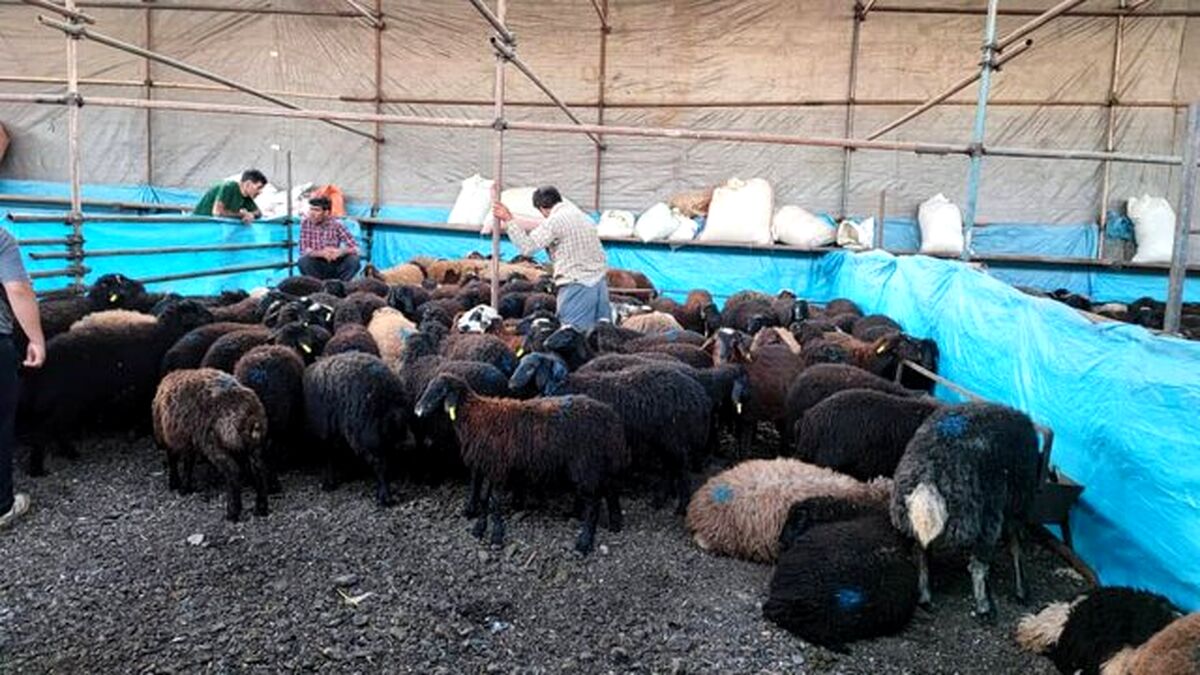 گوشت دام زنده با قیمت زیر ۸۵ هزار تومان بخرید