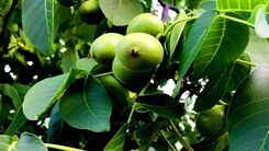 مقایسه پربارترین نهال گردو در جهان