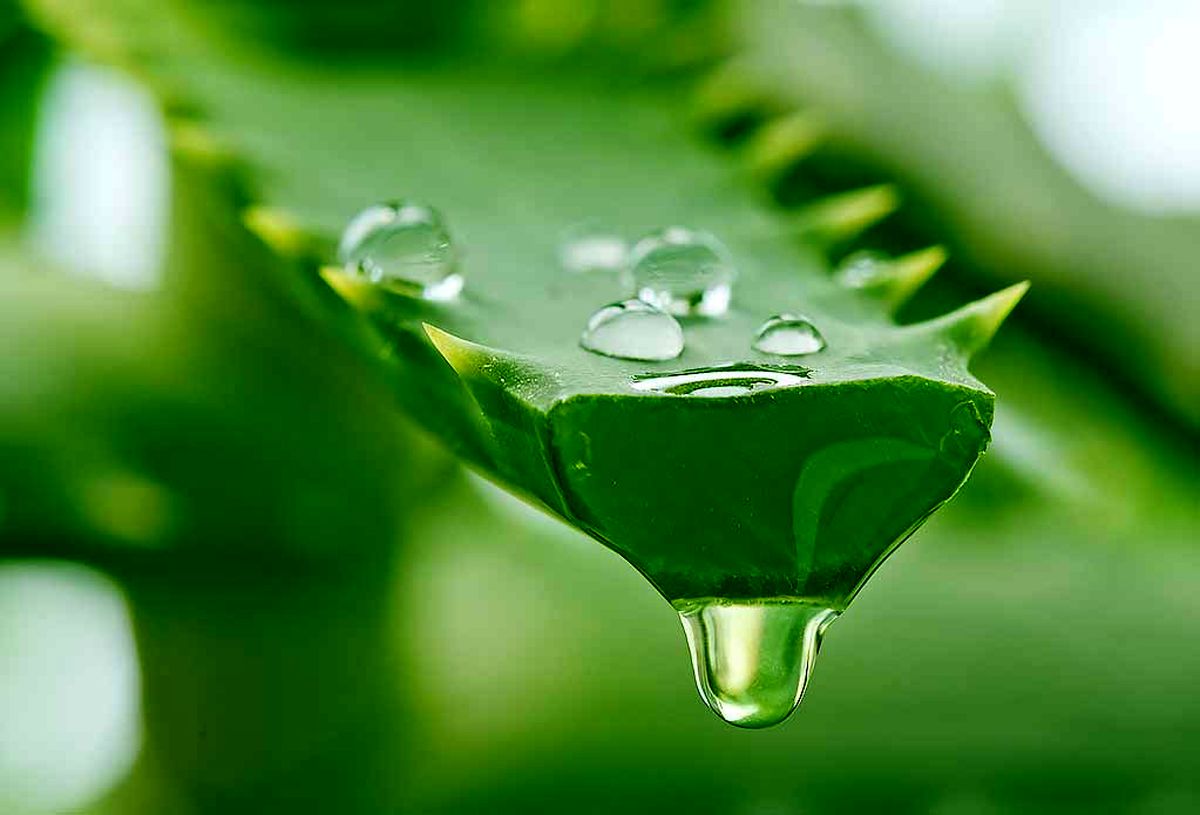 خواص آلوئه ورا برای چروک پوست صورت