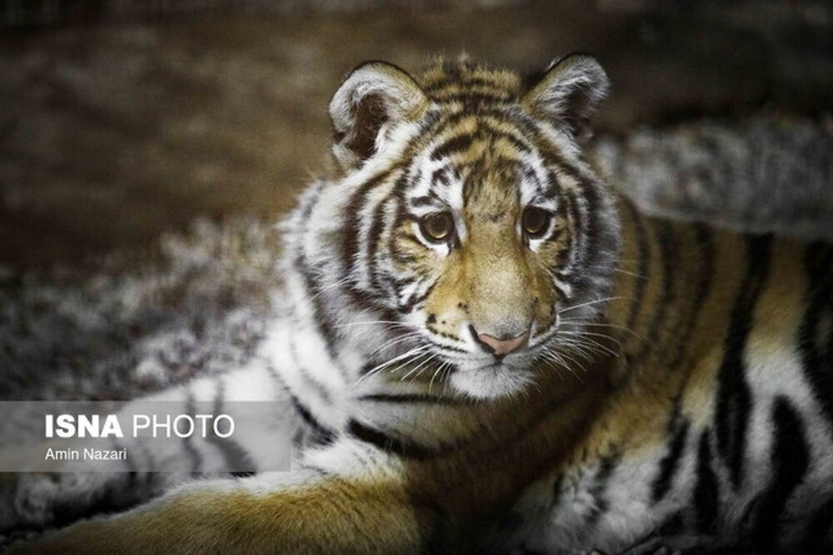 حمله ببر به عوامل برنامه تلویزیونی در باغ‌وحش صفادشت | یک نفر راهی اتاق عمل شد