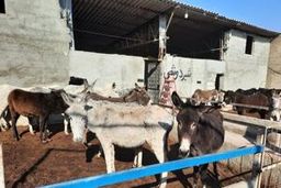 بازار داغ فروش پشگل الاغ |  عنبرنسارا به کیلویی چقدر رسیده است؟