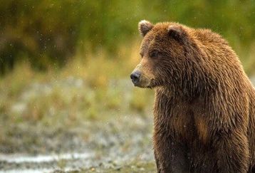  نجات خرس مادر و دو توله‌اش+ فیلم داغ 