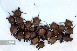عجیب اما واقعی؛ تزئین سفره هفت سین با چند موجود باورنکردنی! +عکس