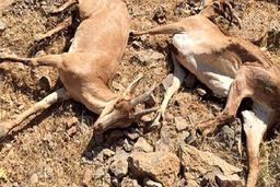 شیوع گسترده طاعون در البرز | تلف شدن ۱۰۴ راس کل و بز