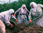 با این دانه کبد چرب را درمان کنید!