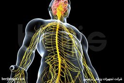 الکتروفیزیولوژیک عصب و عضله یا نوار عصب و عضله