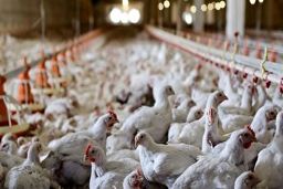 وجود انگل در گوشت مرغ واقعیت دارد؟