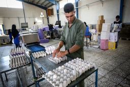 جدیدترین قیمت تخم مرغ در بازار | تخم مرغ را از این قیمت بالاتر نخرید + جدول