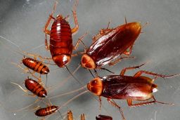 موثرترین روش برای کشتن سوسک کابینت!