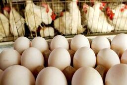 جدیدترین قیمت مرغ و تخم‌مرغ در اولین روز ماه رمضان