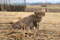 واکنش عجیب مجری جنجالی صداوسیما به مرگ پیروز + فیلم