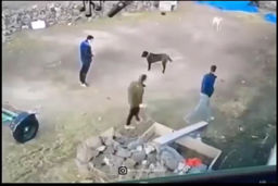 لحظه پاره شدن زنجیر سگ درشت هیکل و حمله به دو شهروند! +فیلم هولناک
