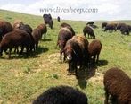 قیمت گوسفند زنده در تهران تیرماه 1402