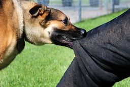 حمله سگ همسایه به نوجوان ۱۲ ساله در رفسنجان | مجروح دو بار به اتاق عمل رفت