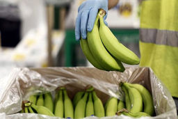 دیابتی ها به این میوه لب نزنید