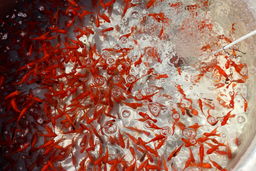 چکار کنیم ماهی قرمز زود نمیرد ؟ | روش های نگهداری از ماهی قرمز