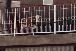 عجیب ترین خبر روز | عکسی از پرورش گوساله در طبقه پنجم آپارتمان!