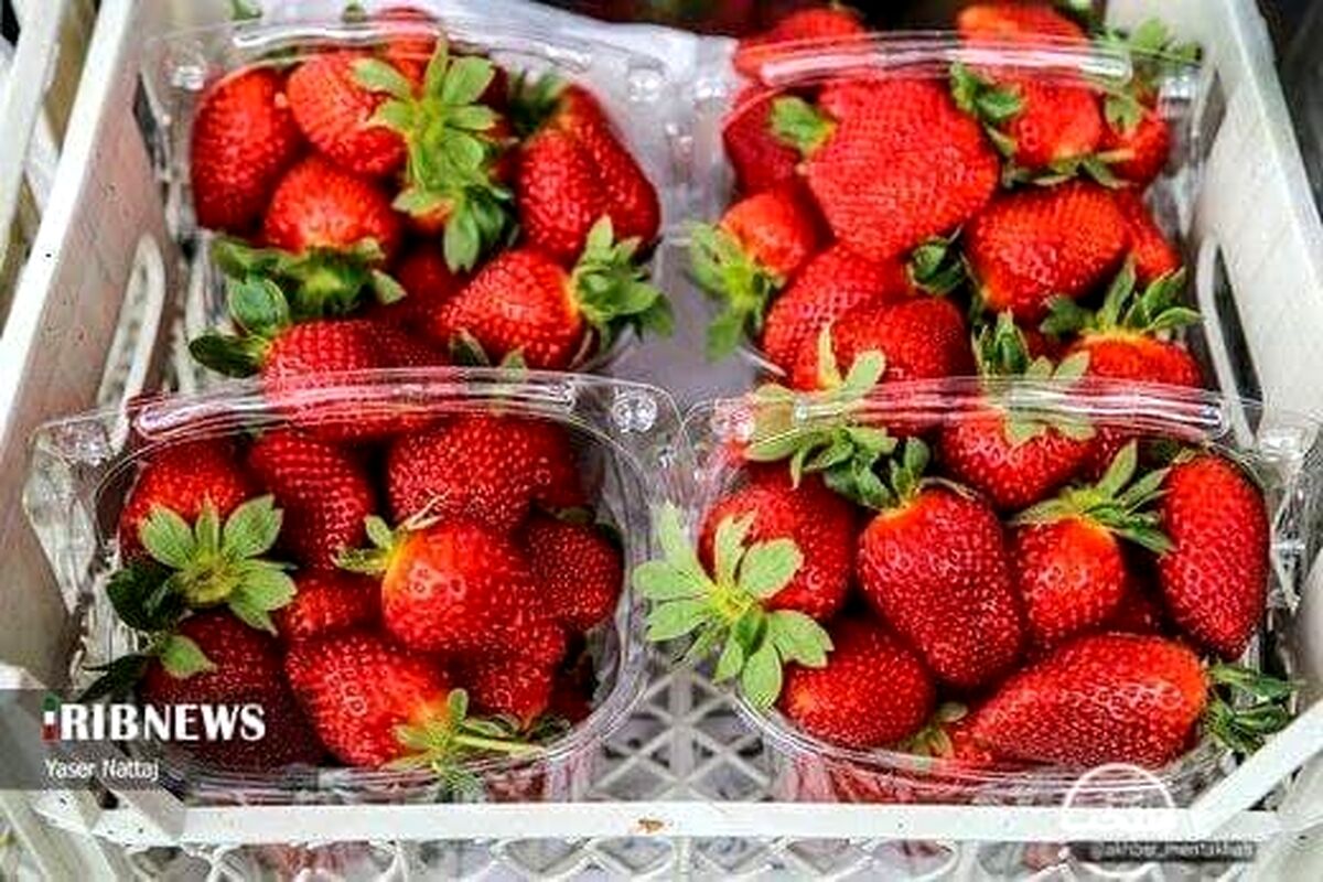 توت‌فرنگی ۲۰۰ هزار تومانی در بازار 