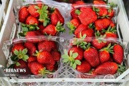 فروش نوبرانه‌ها با قیمت میلیونی | قیمت هر دانه نوبرانه‌ بیش از 10 هزار تومان!