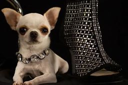 کوتاه ترین سگ دنیا  بنام مروارید در کتاب رکوردهای گینس