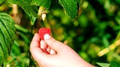 اگر کم خونی دارید از این 10 گیاه غافل نشوید | نسخه طب سنتی برای فقر آهن