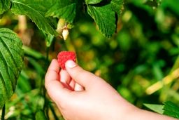 اگر کم خونی دارید از این 10 گیاه غافل نشوید | نسخه طب سنتی برای فقر آهن