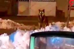 حمله گرگ های وحشی به شمال پایتخت | بالاشهر نشینان مراقب باشند!