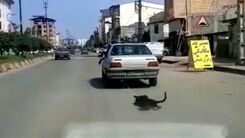 فیلم هولناک از حیوان آزاری فجیع دهیار یک روستا!