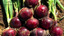 قیمت پیاز اشک همه را در آورد | ماجرای دو برابر شدن قیمت‌ پیاز 