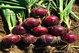 قیمت پیاز اشک همه را در آورد | ماجرای دو برابر شدن قیمت‌ پیاز 