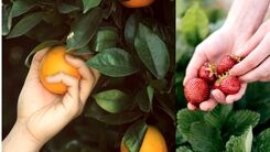 همکاری نزدیک شیریک با اولین نمایشگاه تخصصی صنعت میوه و سبزیجات کشور