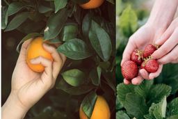 همکاری نزدیک شیریک با اولین نمایشگاه تخصصی صنعت میوه و سبزیجات کشور