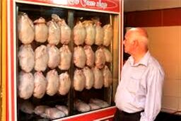 قیمت رسمی مرغ در بازار اول شنبه اعلام شد | مرغ را گران‌تر از این قیمت نخرید