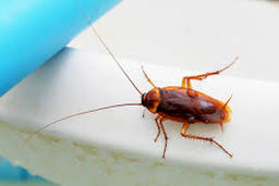 عکس وحشتناک از حمله سوسک ها به یک مرکز واکسیناسیون!