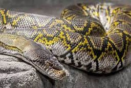 کشف عجیب تعداد زیادی مار و عقرب خطرناک در خانه مرد کرجی