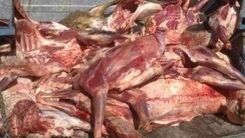 کشف لاشه ذبح شده اسب در یک خودرو | گوشت غیر مجاز امحا شد 