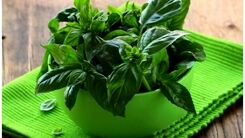سبزی خوش عطر ضد آلزایمر را بشناسید | ریحان بخورید تا آلزایمر نگیرید