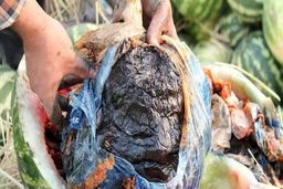 تصویر جاسازی عجیب تریاک در هندوانه | کشف ۱۸۰ کیلو مواد در بار میوه