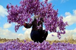 خواص زعفران برای مردان (6 خاصیت شگفت انگیز) + عوارض و مضرات