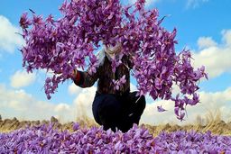 خواص زعفران برای مردان (6 خاصیت شگفت انگیز) + عوارض و مضرات