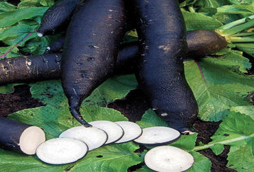 چرا در زمستان باید ترب سیاه خورد ؟