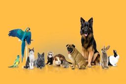 هزینه عجیب جراحی حیوانات خانگی/ سزارین چند؟