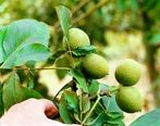 میزان باردهی درخت گردو چندلر، کانادایی و 7 نهال گردوی پربار: