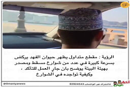 این راننده در خیابان صحنه عجیب دید | کلیپ ویدئوی جنجالی از یک پلنگ در حال دویدن در خیابان‌