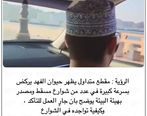 این راننده در خیابان صحنه عجیب دید | کلیپ ویدئوی جنجالی از یک پلنگ در حال دویدن در خیابان‌