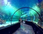 آشنایی با آکواریوم کیش و شرایط بازدید از آن