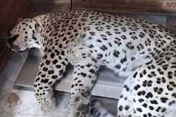 کشف لاشه یک قلاده پلنگ در خراسان رضوی 