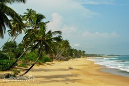 5 دلیل برای سفر به سریلانکا

